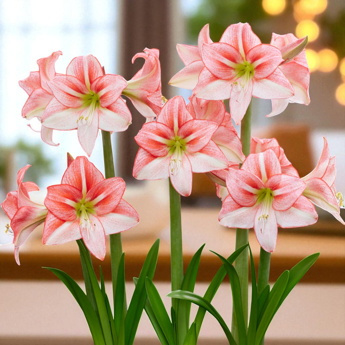 Amaryllis Hippeastrum Spring Bulbs Amaryllis ‘Just Smile’ in bloom, featuring delicate pink petals with soft white centres, on tall green stems indoors. 5