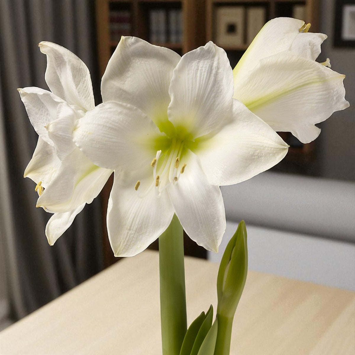 Amaryllis Hippeastrum Spring Bulbs Amaryllis ‘Mojito’ with large pure white blooms, faint green throats and tall sturdy stems, displayed indoors on a table. 7