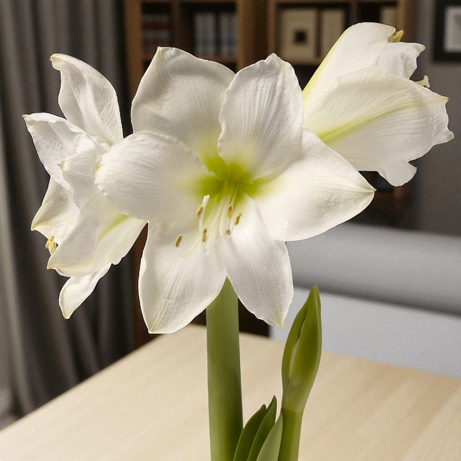 Amaryllis Hippeastrum Spring Bulbs Amaryllis Mojito with large pure white blooms, faint green throats and tall sturdy stems, displayed indoors on a table. 7