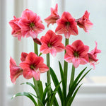 Amaryllis Hippeastrum Spring Bulbs Group of Amaryllis ‘Pink Panther’ blooms, with rich pink petals lightly veined, set against glossy green foliage indoors. 6