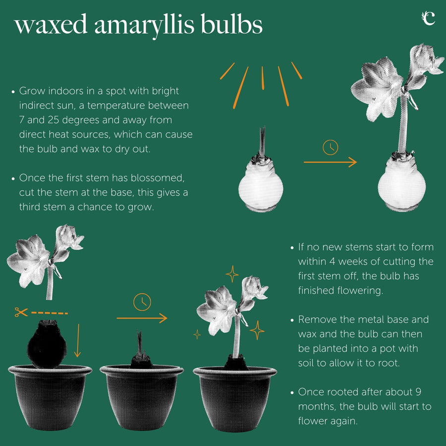 Amaryllis Waxed Bulb  4