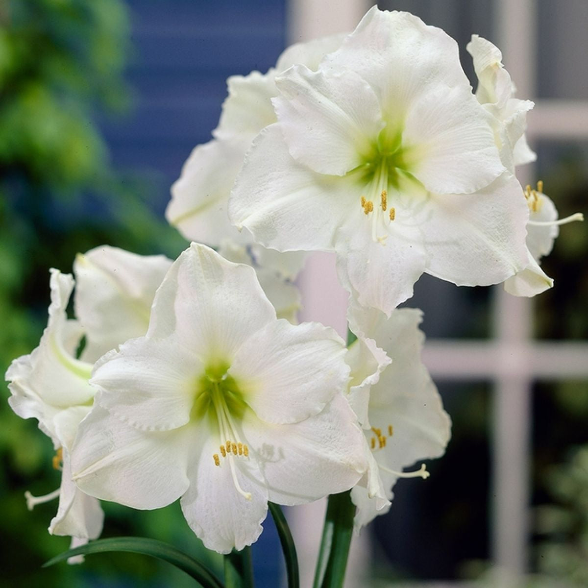 Amaryllis Bulb White  3