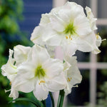 Amaryllis Bulb White  3
