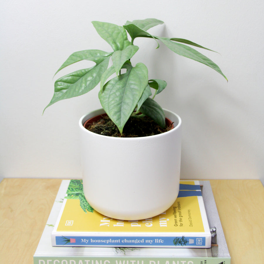 Amydrium Medium Silver AMYDRSILVER-amydrium medium silver houseplant spiderman monstera-image1 5