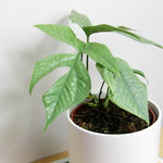 Amydrium Medium Silver AMYDRSILVER-amydrium medium silver houseplant spiderman monstera-image2 1