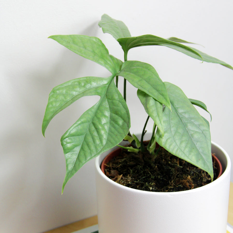 Amydrium Medium Silver AMYDRSILVER-amydrium medium silver houseplant spiderman monstera-image2 3