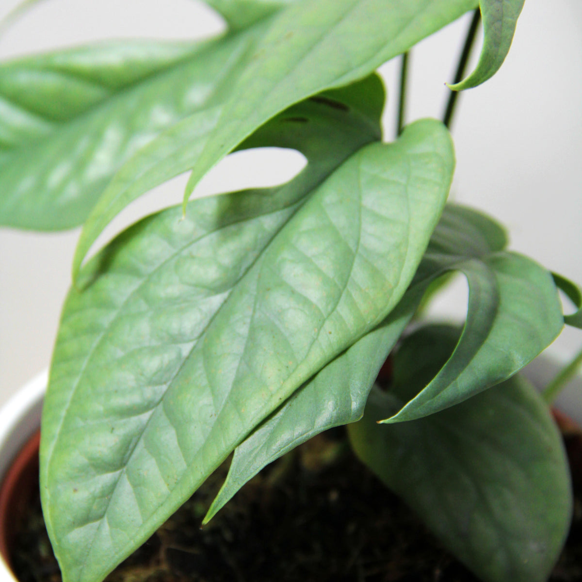 Amydrium Medium Silver AMYDRSILVER-amydrium medium silver houseplant spiderman monstera-image3 4