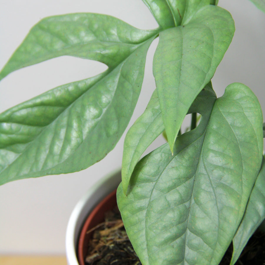 Amydrium Medium Silver AMYDRSILVER-amydrium medium silver houseplant spiderman monstera-image4 4
