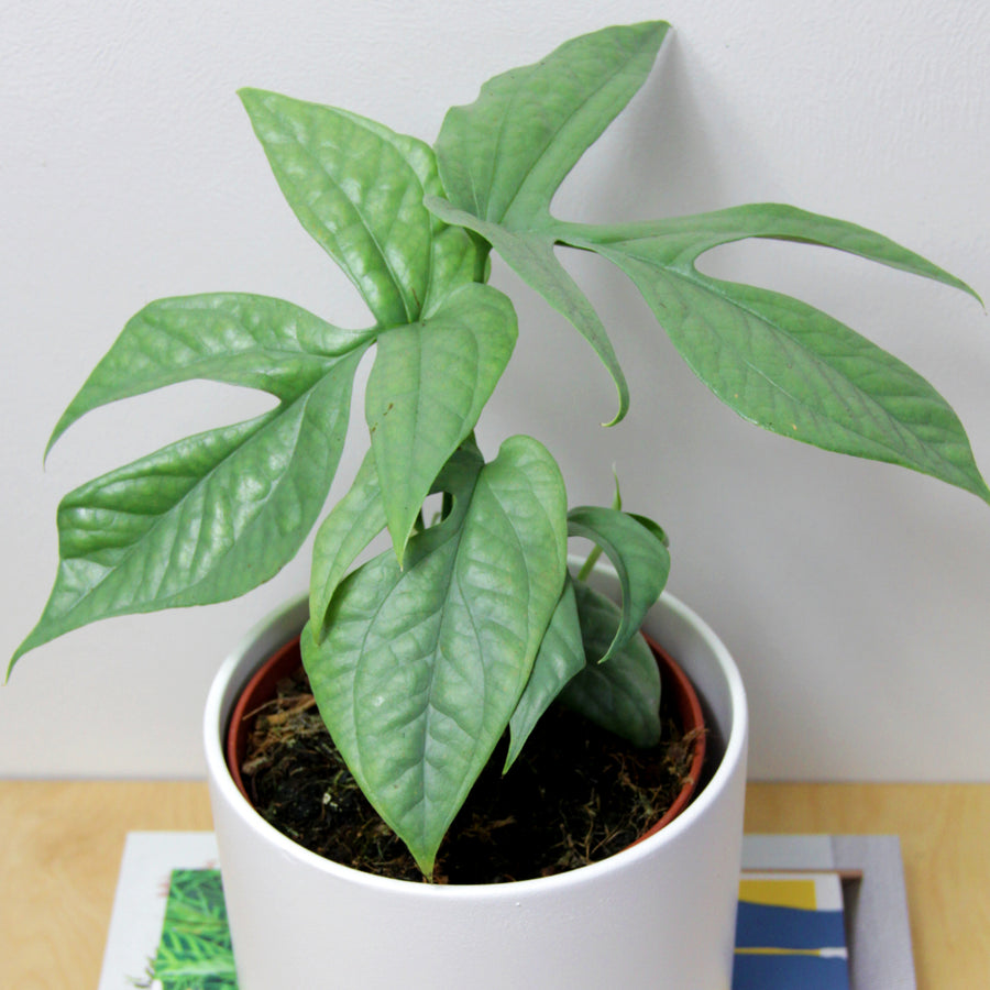 Amydrium Medium Silver AMYDRSILVER-amydrium medium silver houseplant spiderman monstera-image5 1