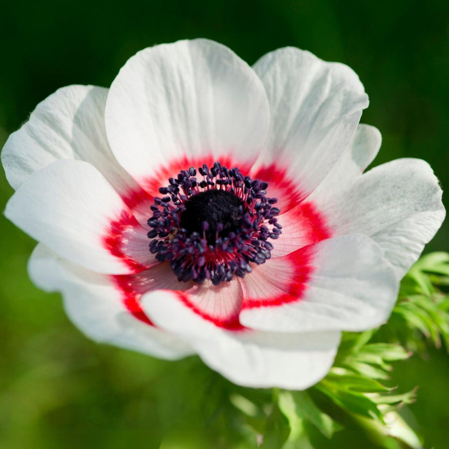 Anemone Bicolor Da Caen ANEMNBICLRMIX-anemone bicolor summer flowering bulb - image1 1