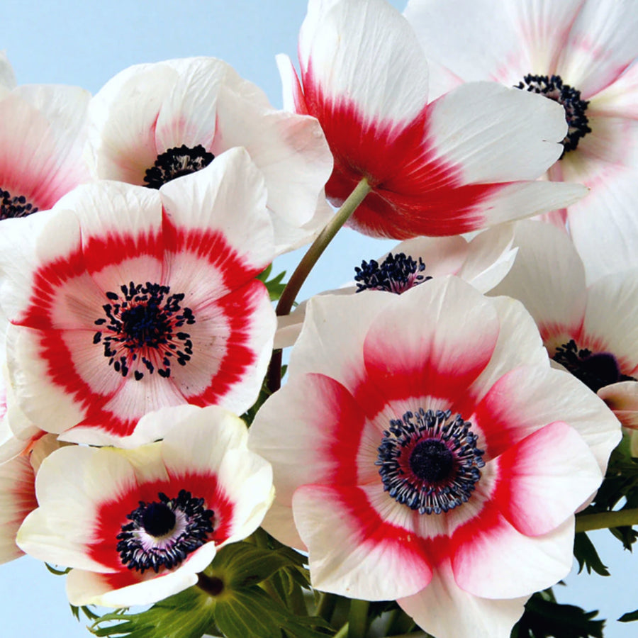 Anemone Bicolor Da Caen ANEMNBICLRMIX-anemone bicolor summer flowering bulb - image2 2
