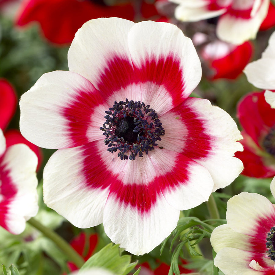 Anemone Bicolor Da Caen ANEMNBICLRMIX-anemone bicolor summer flowering bulb - image4 5