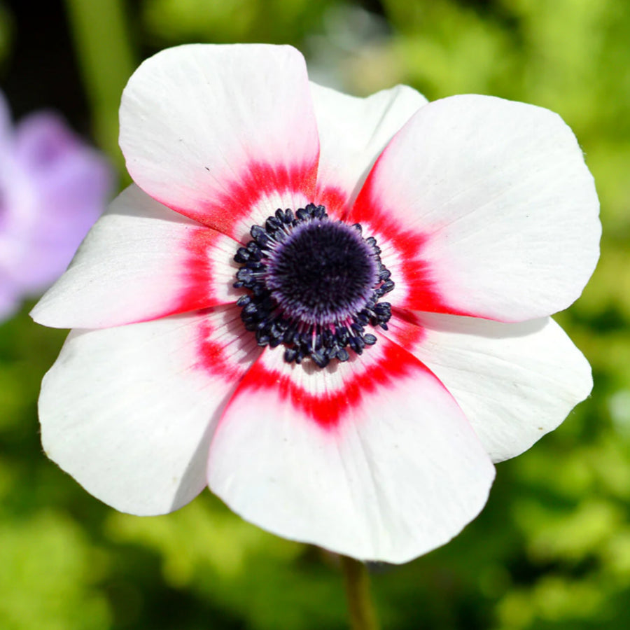 Anemone Bicolor Da Caen ANEMNBICLRMIX-anemone bicolor summer flowering bulb - image5 6