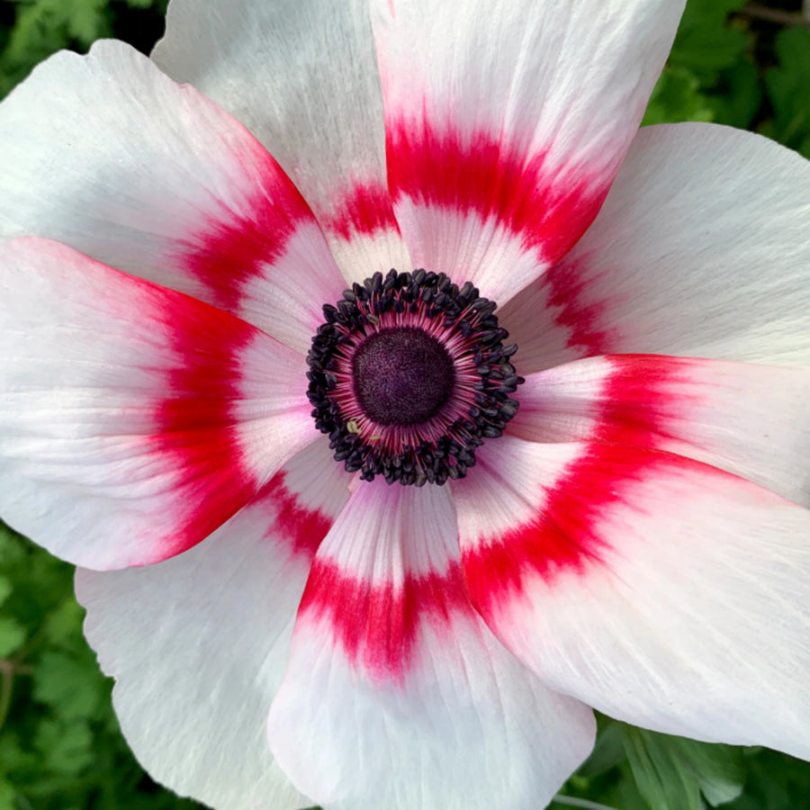 Anemone Bicolor Da Caen ANEMNBICLRMIX-anemone bicolor summer flowering bulb - image6 4