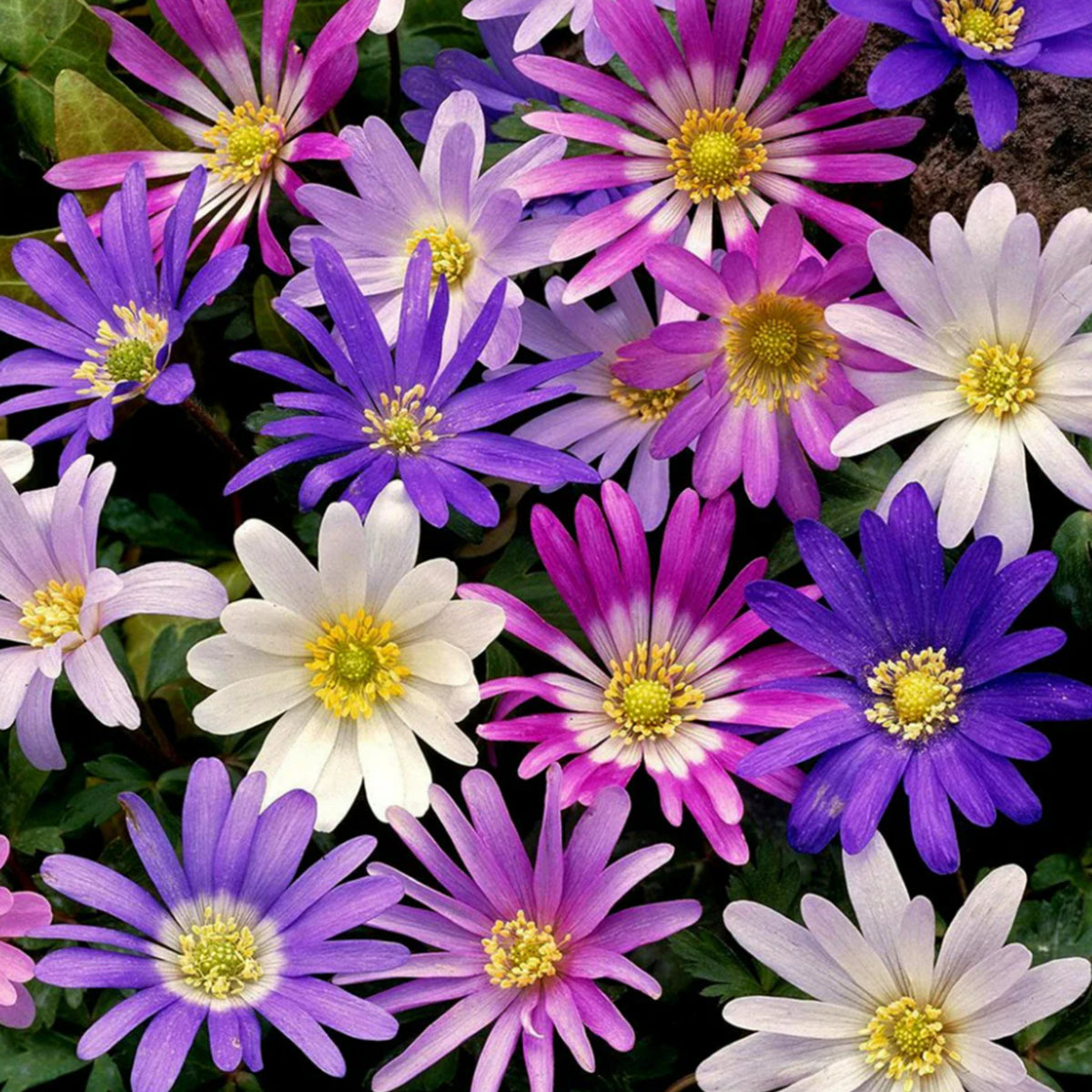 Anemone Blanda Mix ANEMNBLANMIX-anemone blanda mixed summer flowering bulbs - image1 1
