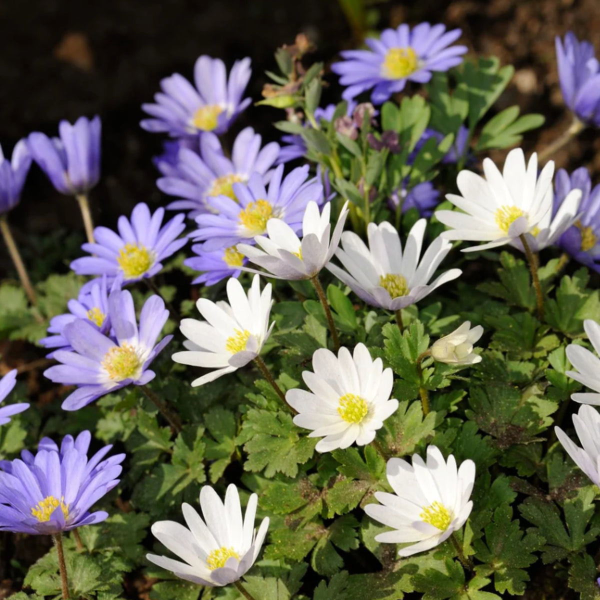 Anemone Blanda Mix ANEMNBLANMIX-anemone blanda mixed summer flowering bulbs - image2 2
