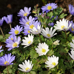 Anemone Blanda Mix ANEMNBLANMIX-anemone blanda mixed summer flowering bulbs - image2 2