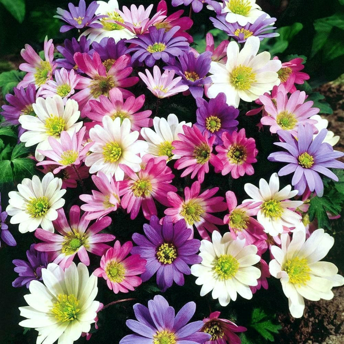 Anemone Blanda Mix ANEMNBLANMIX-anemone blanda mixed summer flowering bulbs - image4 4