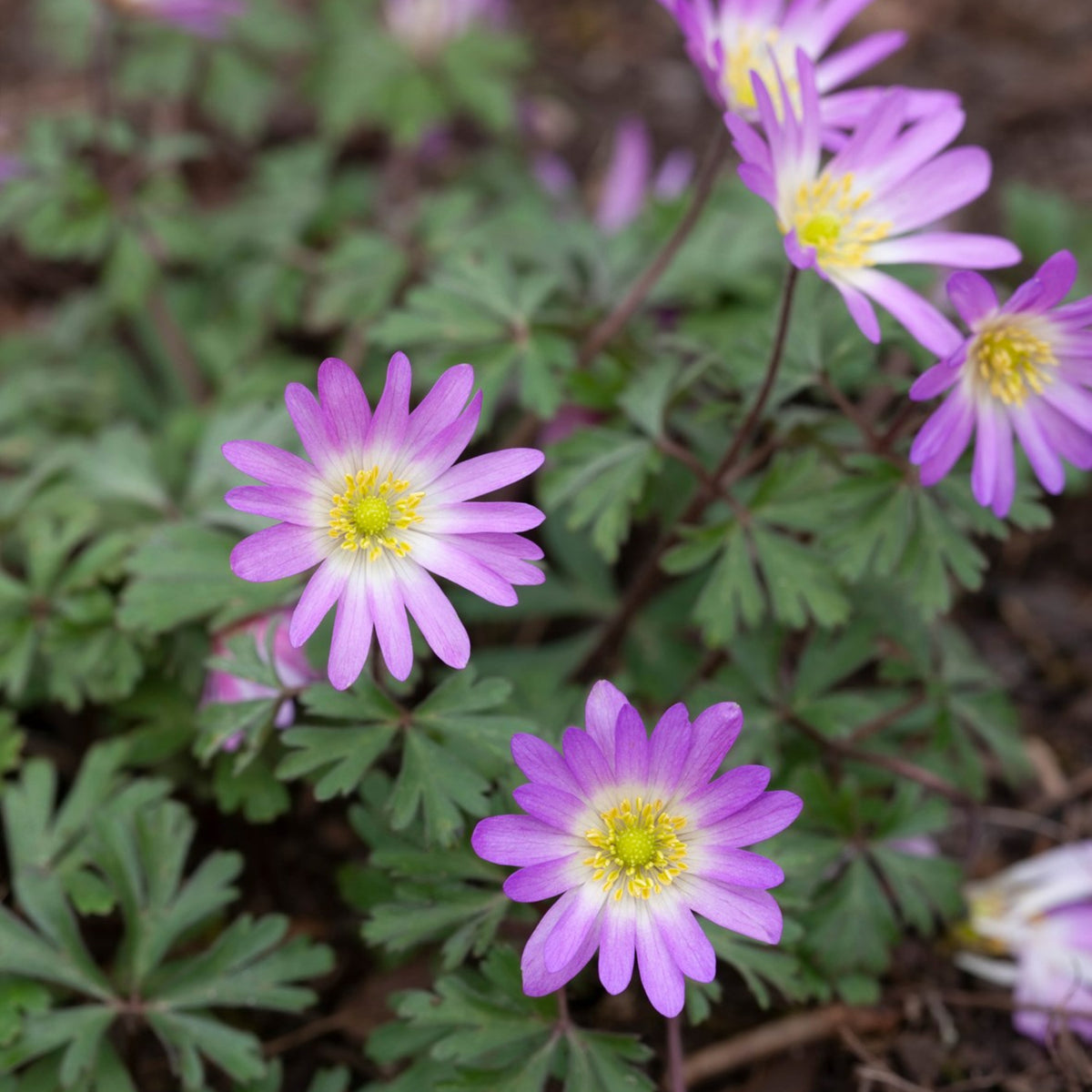 Anemone Blanda Mix ANEMNBLANMIX-anemone blanda mixed summer flowering bulbs - image5 5