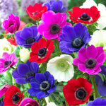 Anemone Da Caen Mix ANEMNDECENMIX-anemone de caen mix summer flowering bulb - image1 1