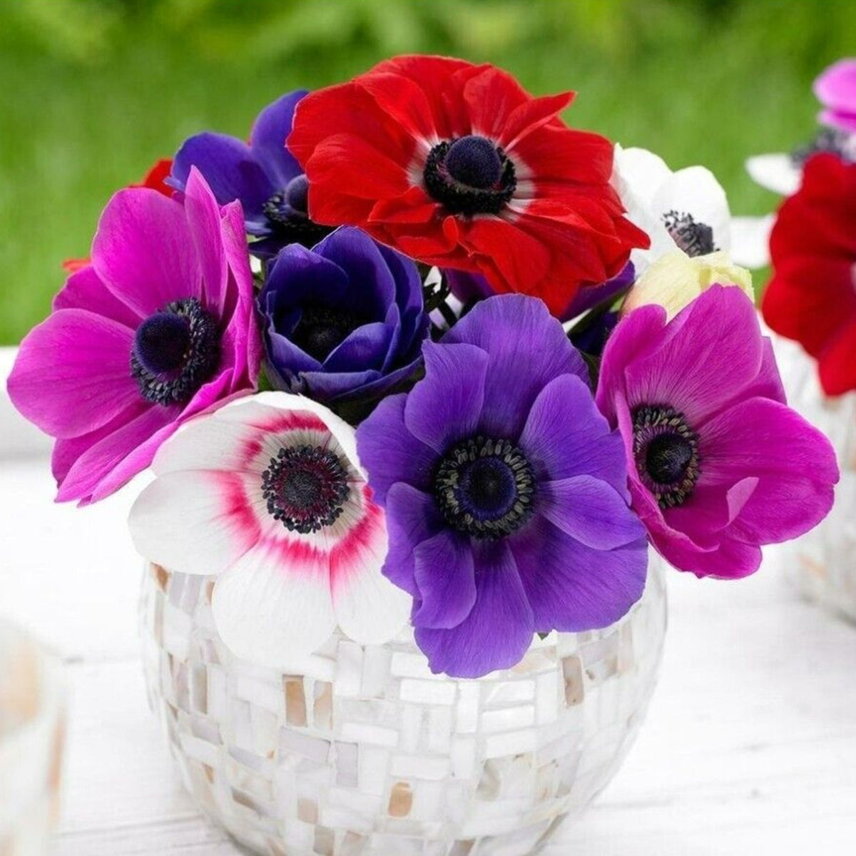 Anemone Da Caen Mix ANEMNDECENMIX-anemone de caen mix summer flowering bulb - image2 2