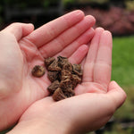 Anemone Da Caen Mix ANEMNDECENMIX-anemone de caen mix summer flowering bulb - image3 3