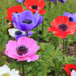 Anemone Da Caen Mix ANEMNDECENMIX-anemone de caen mix summer flowering bulb - image4 4