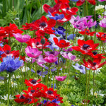 Anemone Da Caen Mix ANEMNDECENMIX-anemone de caen mix summer flowering bulb - image5 5