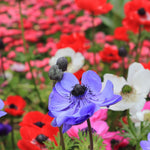 Anemone Da Caen Mix ANEMNDECENMIX-anemone de caen mix summer flowering bulb - image6 6