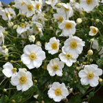 Anemone Honorine Jobert  1