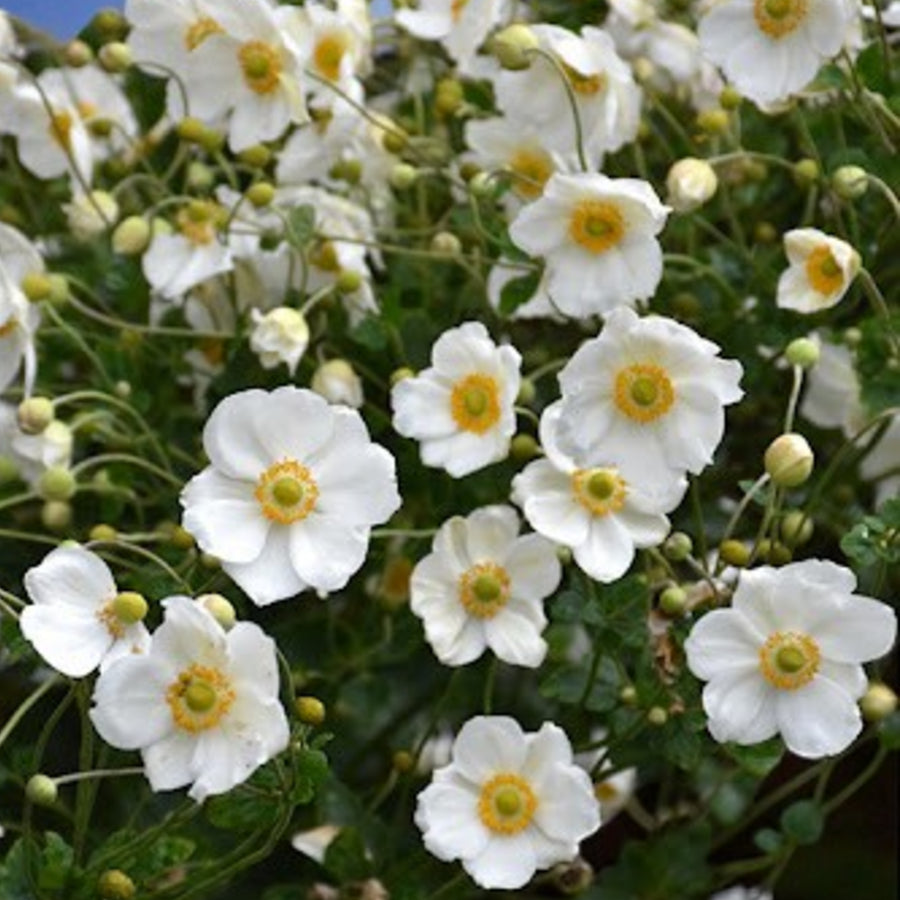 Anemone Honorine Jobert  1