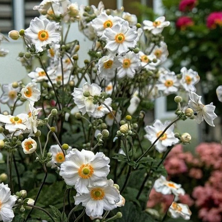 Anemone Honorine Jobert  2