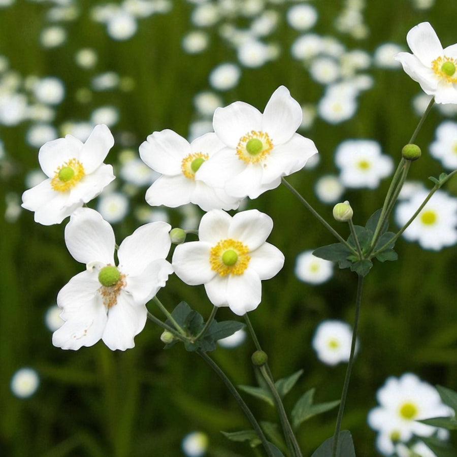 Anemone Honorine Jobert  3