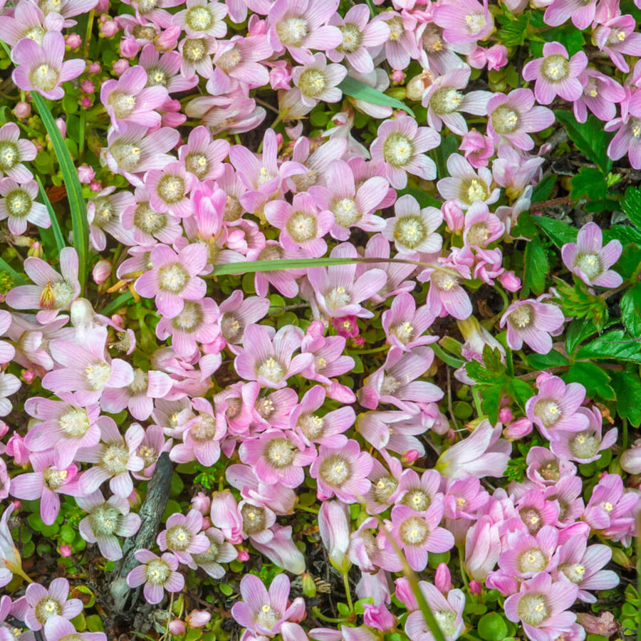 Bog Pimpernel - Anagallis tenella Pond Plant Close up view of a dense patch of delicate pale pink Bog Pimpernel flowers with white centres, blooming low to the ground among green foliage. 1
