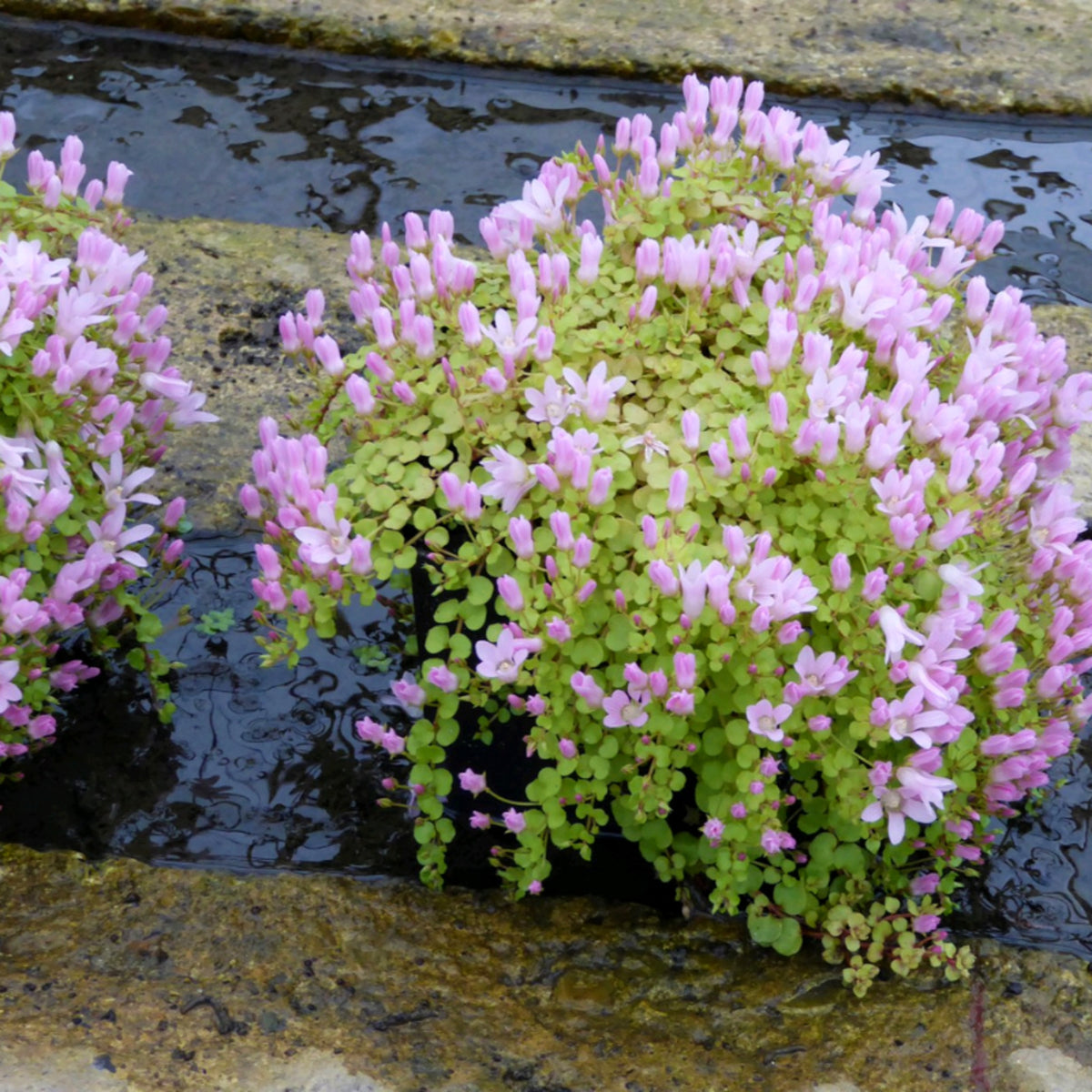Bog Pimpernel - Anagallis tenella Pond Plant Bog Pimpernel plants with clusters of light pink flowers growing beside a shallow stream, cascading gently over stones with small rounded green leaves. 2