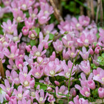 Bog Pimpernel - Anagallis tenella Pond Plant Mass of Bog Pimpernel flowers with pink petals veined with deeper pink lines, creating a soft carpet of blooms interspersed with small green leaves. 3