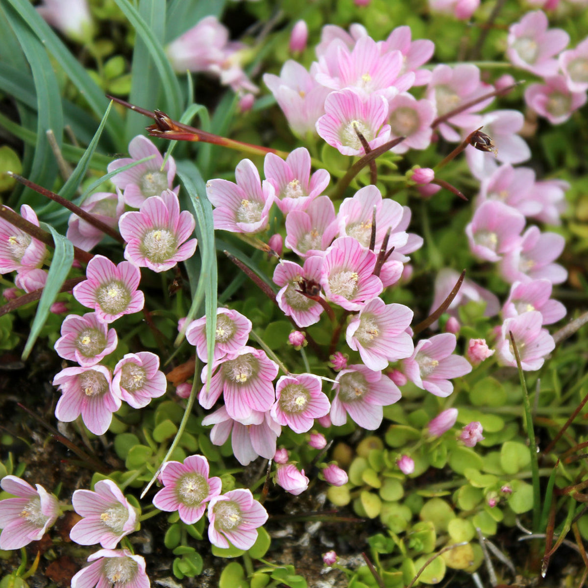Bog Pimpernel - Anagallis tenella Pond Plant Cluster of Bog Pimpernel flowers in a natural setting, showing pink blooms with detailed petal veins and surrounded by moss like ground cover and slender grass like leaves. 4