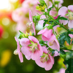 Anisodontea Marshmallow  1