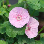 Anisodontea Marshmallow  3