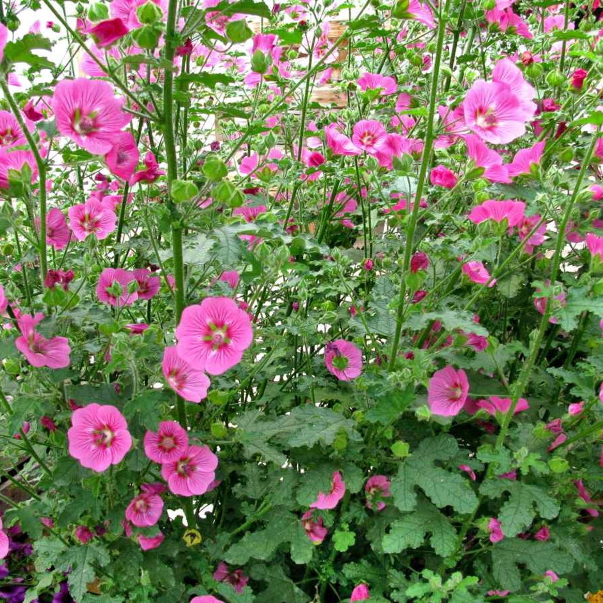 Anisodontea Marshmallow  2