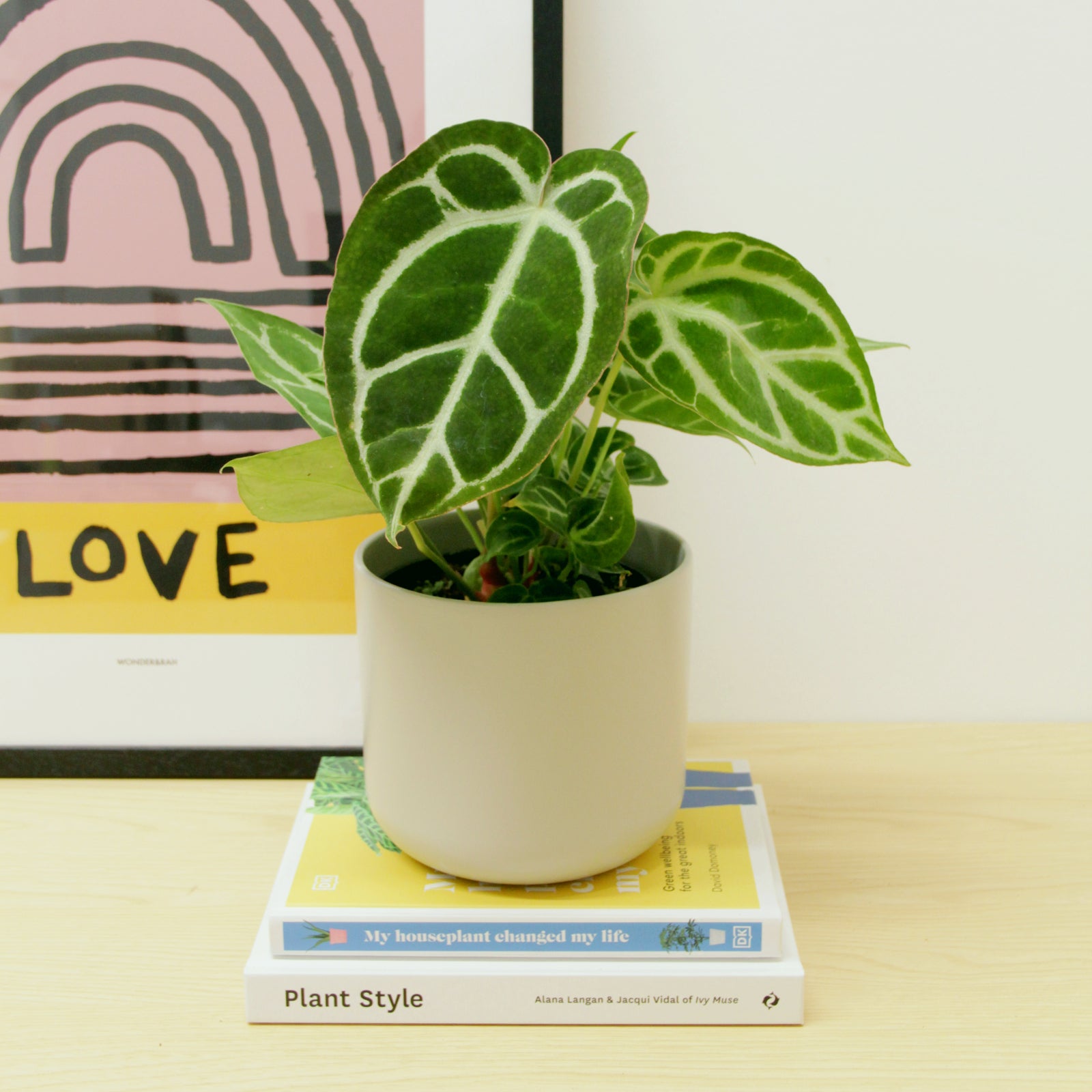 anthurium houseplant uk Anthurium Crystallinum