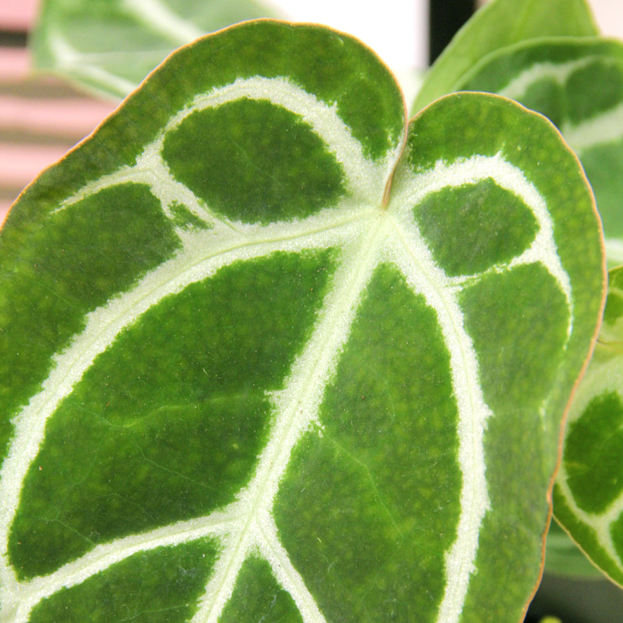 Anthurium Crystallinum ANTHRIMCHRYSTL-crystal anthurium rare laceleaf indoor plant-image2v2 3