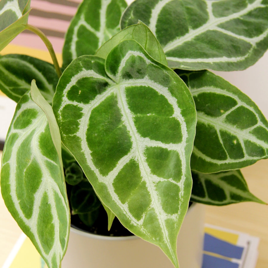 Anthurium Crystallinum ANTHRIMCHRYSTL-crystal anthurium rare laceleaf indoor plant-image3v2 2