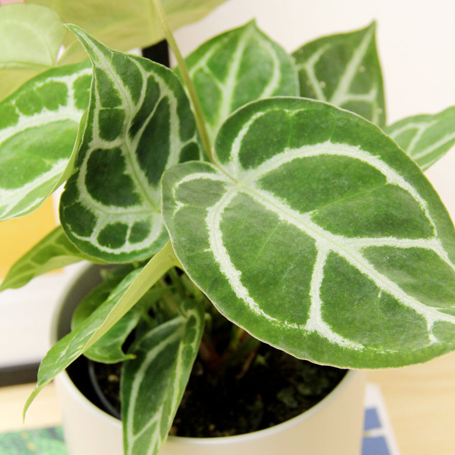 Anthurium Crystallinum ANTHRIMCHRYSTL-crystal anthurium rare laceleaf indoor plant-image4v2 4