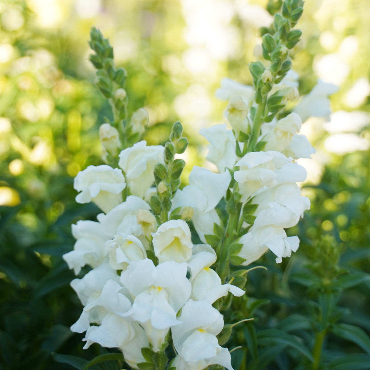 Antirrhinum White Bedding Plants 6 Pack Close up of tall white antirrhinum flowers in full bloom, surrounded by soft green foliage in a sunlit garden. 1