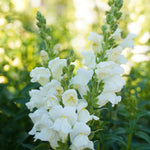 Antirrhinum White Bedding Plants 6 Pack Close up of tall white antirrhinum flowers in full bloom, surrounded by soft green foliage in a sunlit garden. 1