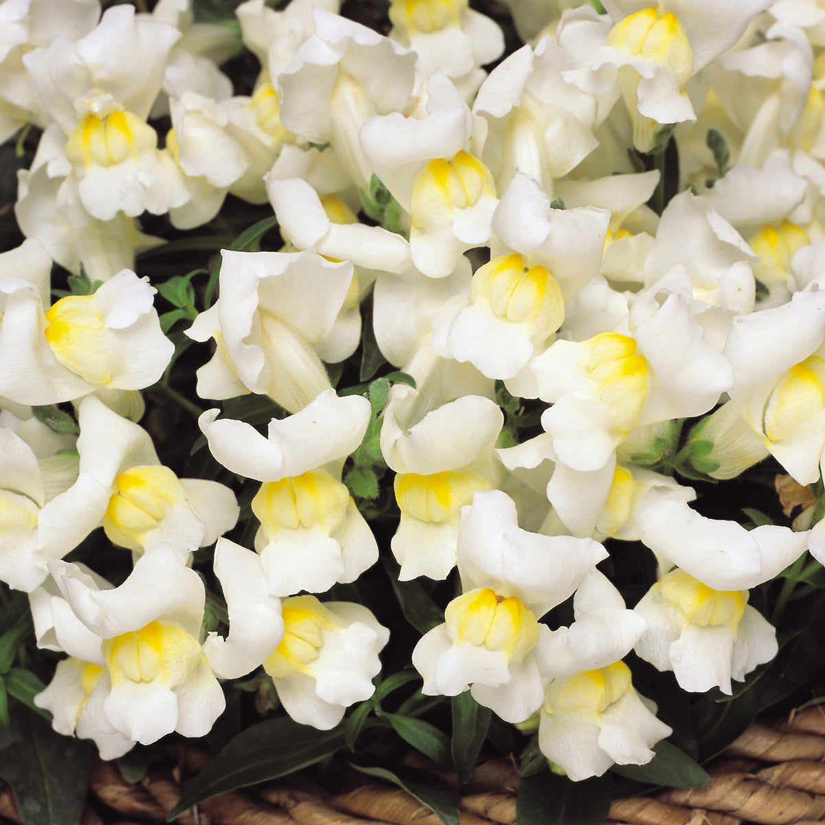 Antirrhinum White Bedding Plants 6 Pack Cluster of compact white antirrhinum blooms with yellow throats, densely packed together in a decorative arrangement. 3