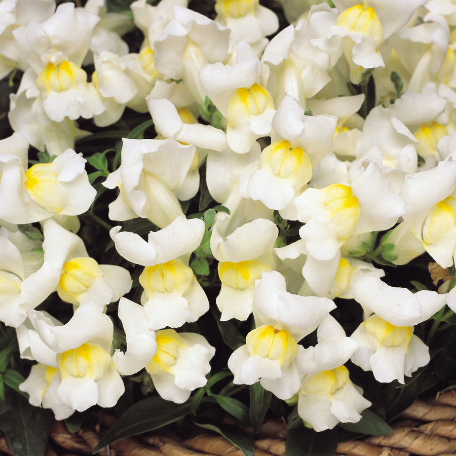 Antirrhinum Snapdragon White Bedding Plants Cluster of compact white antirrhinum blooms with yellow throats, densely packed together in a decorative arrangement. 3