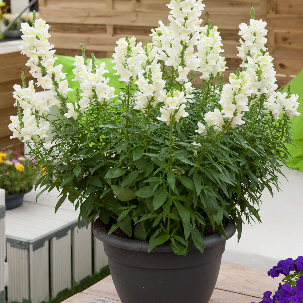 Antirrhinum White Bedding Plants 6 Pack Potted antirrhinum plant with abundant white flower spikes, displayed on a patio with garden seating in the background. 2