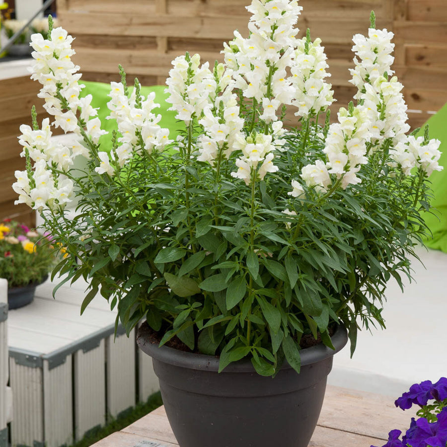 Antirrhinum Snapdragon White Bedding Plants Potted antirrhinum plant with abundant white flower spikes, displayed on a patio with garden seating in the background. 2